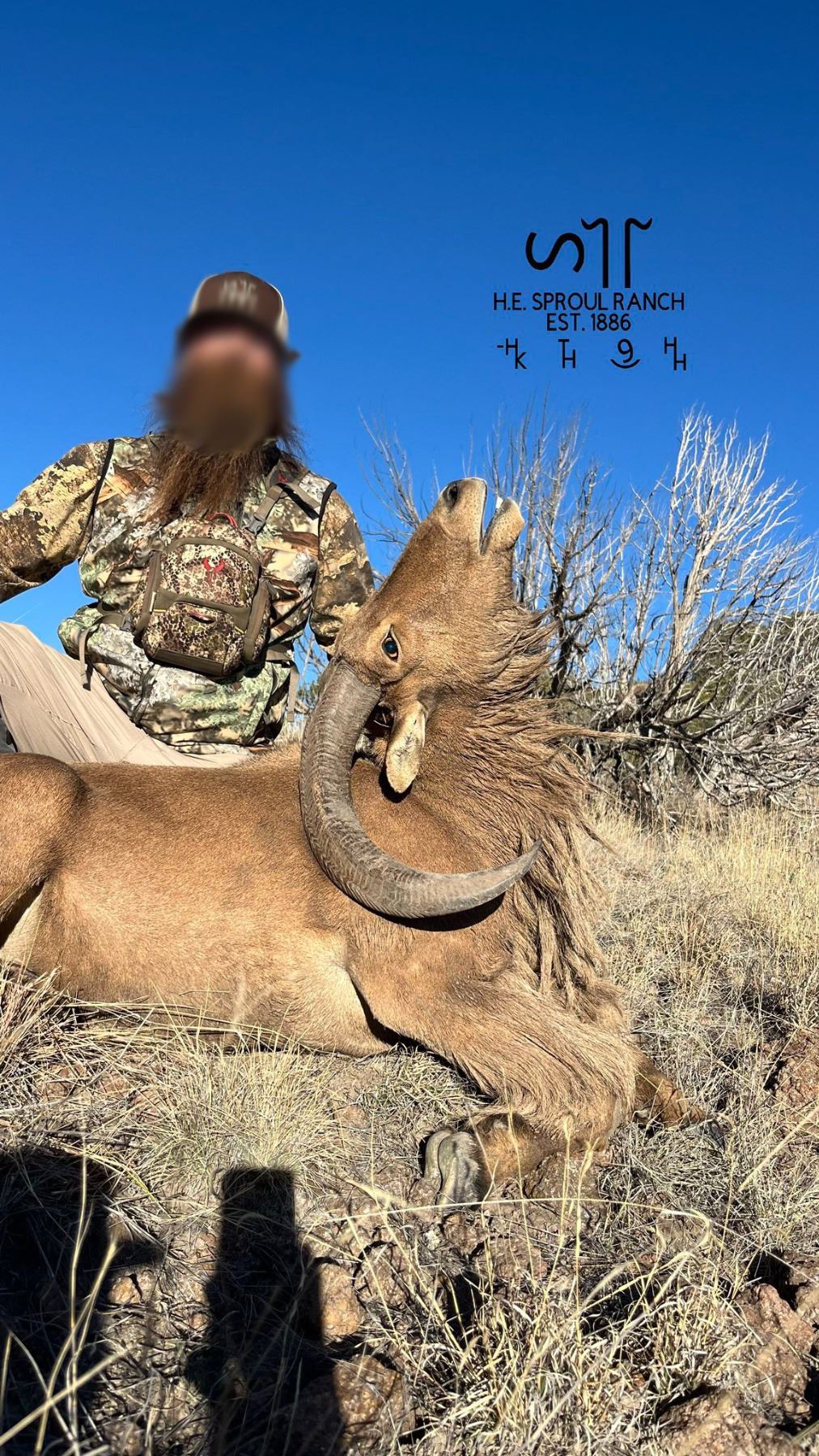Sproul Ranch Hunting 3.5-Day, Aoudad Rut Hunt for 1 w/ H.E. Sproul Ranch (Fort Davis, TX)