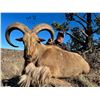 Image 5 : 3.5-Day, Aoudad Rut Hunt for 1 w/ H.E. Sproul Ranch (Fort Davis, TX)