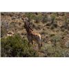Image 4 : 10-Day, Safari for 2 w/ Braeside Safaris (Eastern Cape, South Africa)