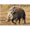 Image 6 : 10-Day, Safari for 2 w/ Braeside Safaris (Eastern Cape, South Africa)
