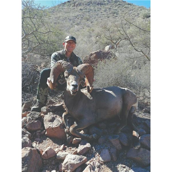 10-Day, Free Range Desert Bighorn Sheep Hunt for 1 w/ Sonora Desert Hunts (Sonora, Mexico)