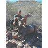 Image 1 : 10-Day, Free Range Desert Bighorn Sheep Hunt for 1 w/ Sonora Desert Hunts (Sonora, Mexico)