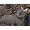 Image 2 : 10-Day, Free Range Desert Bighorn Sheep Hunt for 1 w/ Sonora Desert Hunts (Sonora, Mexico)