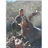 Image 3 : 10-Day, Free Range Desert Bighorn Sheep Hunt for 1 w/ Sonora Desert Hunts (Sonora, Mexico)