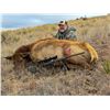 Image 2 : 5-Day, Mature Buck and Cow Elk Combo for 2 w/ Bulldog Mesa Outdoors (Mosquero, NM)