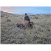 Image 6 : 5-Day, Mature Buck and Cow Elk Combo for 2 w/ Bulldog Mesa Outdoors (Mosquero, NM)