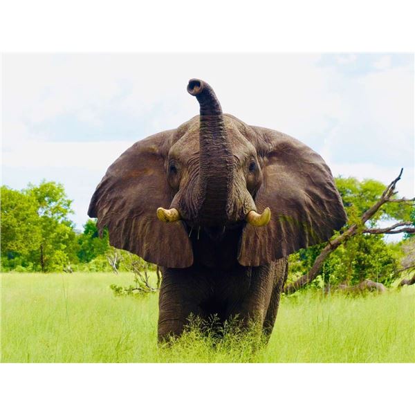 10-Day, Importable/Exportable Bull Elephant Safari w/ Boschnel Safaris (Zimbabwe)   Kanati Cert