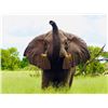 Image 1 : 10-Day, Importable/Exportable Bull Elephant Safari w/ Boschnel Safaris (Zimbabwe)   Kanati Cert