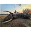 Image 3 : 10-Day, Importable/Exportable Bull Elephant Safari w/ Boschnel Safaris (Zimbabwe)   Kanati Cert
