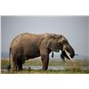 Image 5 : 10-Day, Importable/Exportable Bull Elephant Safari w/ Boschnel Safaris (Zimbabwe)   Kanati Cert