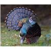 Image 1 : 4-Day, Ocellated Turkey & Brocket Deer Hunt for 2 w/ Extravaganza Hunting (Campeche, Mexico)