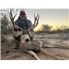 Image 2 : 6-Day, Free Range Mule Deer Hunt for 2 w/ Sonora Desert Hunts (Sonora, Mexico)