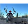 Image 3 : 6-Day, Free Range Mule Deer Hunt for 2 w/ Sonora Desert Hunts (Sonora, Mexico)