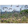 Image 2 : High Volume Dove Hunt for 4 w/ Pointer Outfitters (Argentina)