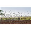 Image 8 : High Volume Dove Hunt for 4 w/ Pointer Outfitters (Argentina)