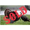 Image 1 : SOLD - Turkey Hunt for 1 w/ Prairie Bomb Outfitters (Pampa, TX)