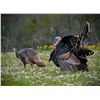 Image 2 : SOLD - Turkey Hunt for 1 w/ Prairie Bomb Outfitters (Pampa, TX)
