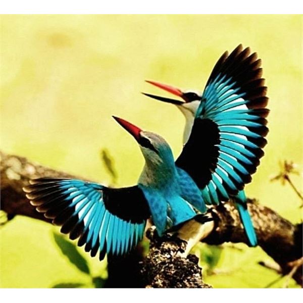 MATTHEW GREEFF SAFARIS (MGS), Nelspruit: South Africa