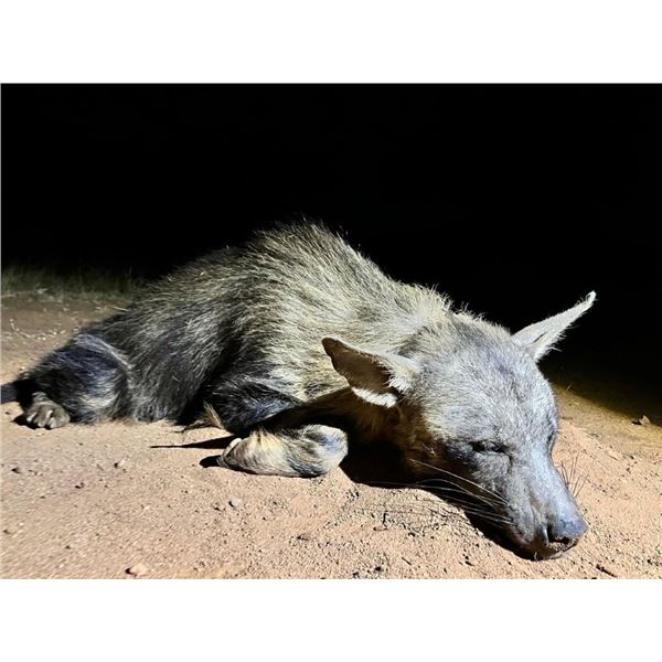 UBATHI GLOBAL SAFARIS: South Africa