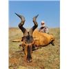 Image 6 : UMDENDE HUNTING SAFARIS: Zululand, South Africa