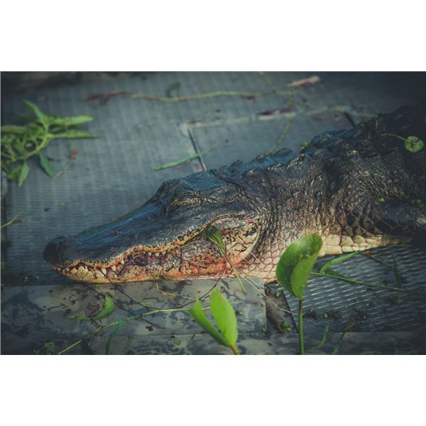 Louisiana Alligator Hunt!