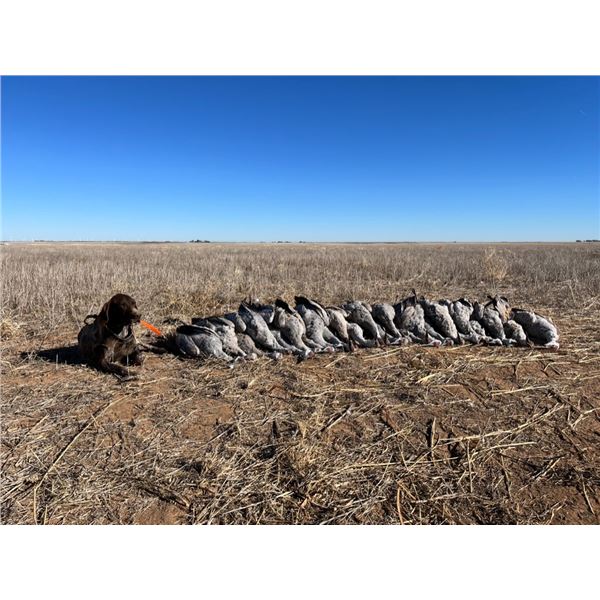 Texas Waterfowl Sand Hill Crane Hunt!