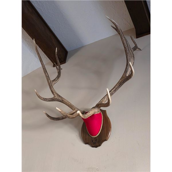 Oklahoma Elk Cow Hunt