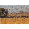 Image 2 : Dove Hunt / Argentina or Uruguay