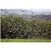 Image 3 : Dove Hunt / Argentina or Uruguay