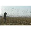 Image 4 : Dove Hunt / Argentina or Uruguay