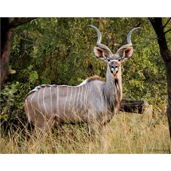 Vos & Co Safaris - Kudu Hunt