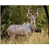 Image 1 : Vos & Co Safaris - Kudu Hunt