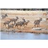 Image 2 : Vos & Co Safaris - Kudu Hunt