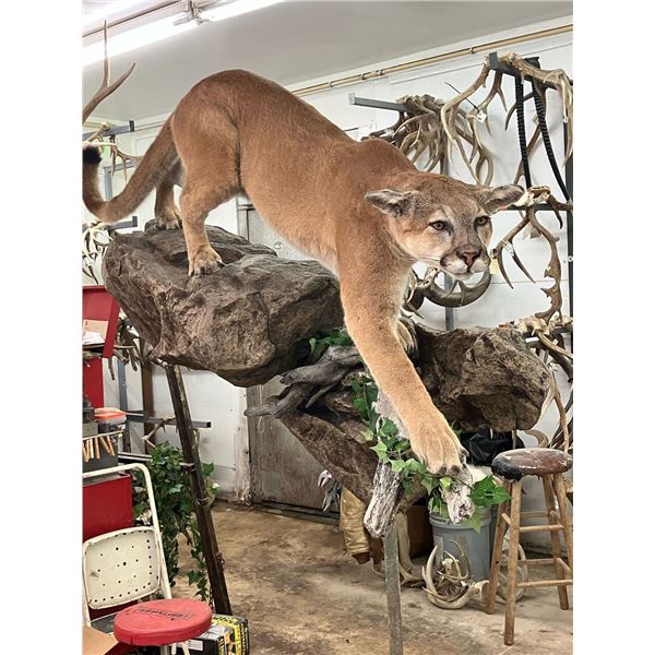 Backwoods Taxidermy Certificate