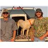 Image 4 : Northeastern Oklahoma Dove Hunt
