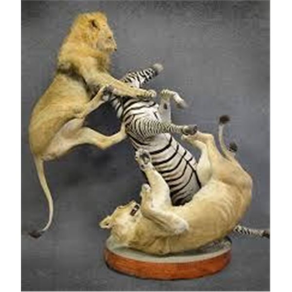 Taxidermy $3,500 Credit to High Uintahs Taxidermy