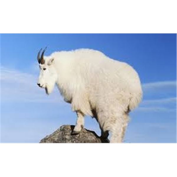 2026 Utah Mountain Goat Wasatch Mtns / Timpanogos | Permit ID: 219 |