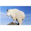 Image 1 : 2026 Utah Mountain Goat Wasatch Mtns / Timpanogos | Permit ID: 219 |