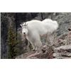 Image 3 : 2026 Utah Mountain Goat Wasatch Mtns / Timpanogos | Permit ID: 219 |