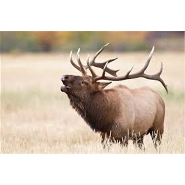 2026 Utah Bull Elk Fishlake / Thousand Lakes, Permit ID: 153