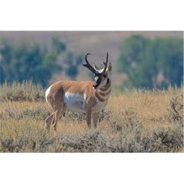 Wyoming Pronghorn Antelope 3 Days, 1 Hunter