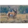 Image 1 : Wyoming Pronghorn Antelope 3 Days, 1 Hunter