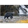 Image 5 : Alaska Salmon Fishing with Optional Black Bear Hunt, 7 Days, 6 Sportsmen