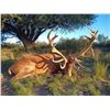 Image 2 : Argentina Safari for Red Stag or Axis Buck, 5 Days, 2 Hunter
