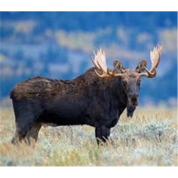 2026 Utah Bull Moose, North Slope, Summit