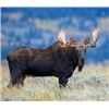 Image 1 : 2026 Utah Bull Moose, North Slope, Summit