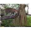 Image 3 : Tanzania Leopard Hunt with $3,000 Taxidermy Credit, 10 Days, 1 Hunter