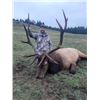 Image 2 : Spoon Creek Outfitters Roosevelt Elk on Oregon’s Pacific Coast