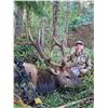 Image 3 : Spoon Creek Outfitters Roosevelt Elk on Oregon’s Pacific Coast
