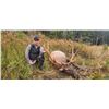 Image 6 : Spoon Creek Outfitters Roosevelt Elk on Oregon’s Pacific Coast